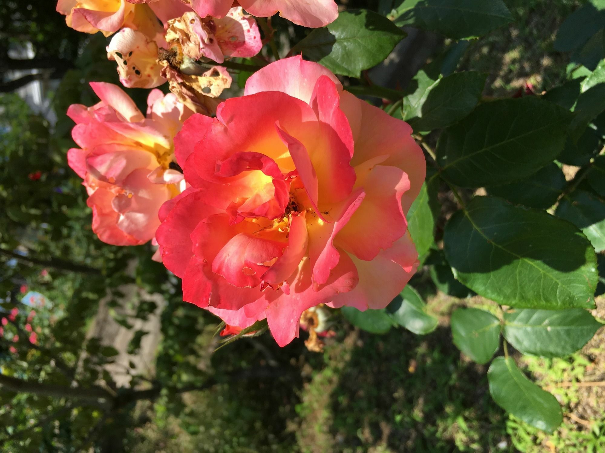 Fukuyama Rose Garden Hotel Екстериор снимка